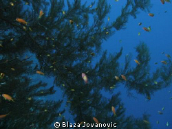 Could this be an underwater Xmas tree? No sharks on that ... by Blaza Jovanovic 